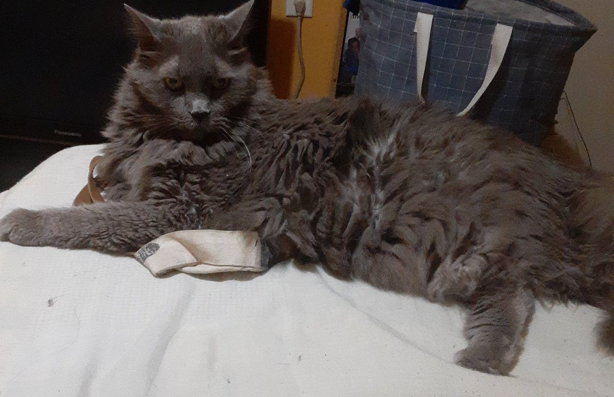 Hi everybody! So what holiday were you born on or close to? I'm a Cinco De Mayo baby. My mom was born near Mardi Gras. How bout you?

#CatsOfTwitter #CatsOnTwitter #cats #hedgewatch #catsofx