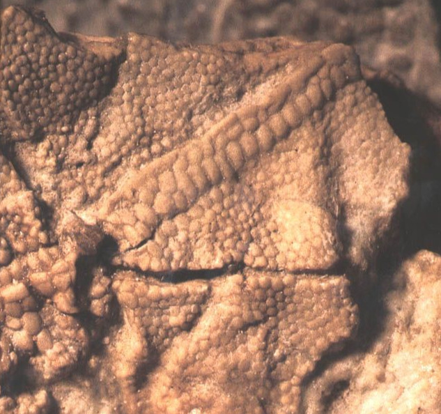 The Astrodon is missing some features. Sauropod scales were covered in high relief scales with epidermal papillae (little bumps on the scales, ex: Diamantinosaurus). We also know Macronarians (brachiosaurs, titanosaurs, etc) had a diversity of scale shapes (titanosaur embryo) 2/3