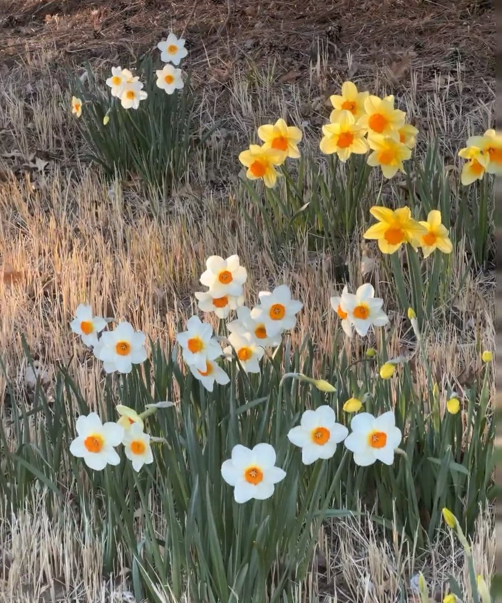 一只幸运猫🐱 (@hanmiemiel15604) on Twitter photo 