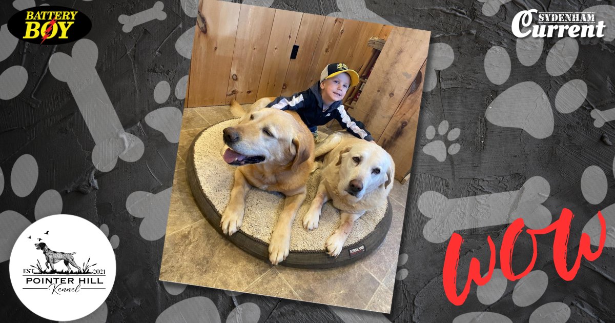 Battery Boy 'WOW! Win a $100 Gift Card to Pointer Hill Kennel outside of Dresden, to be used for dog boarding, Inukshuk dog food, dog chews or treats!

sydenhamcurrent.ca/2025/07/07/wow…