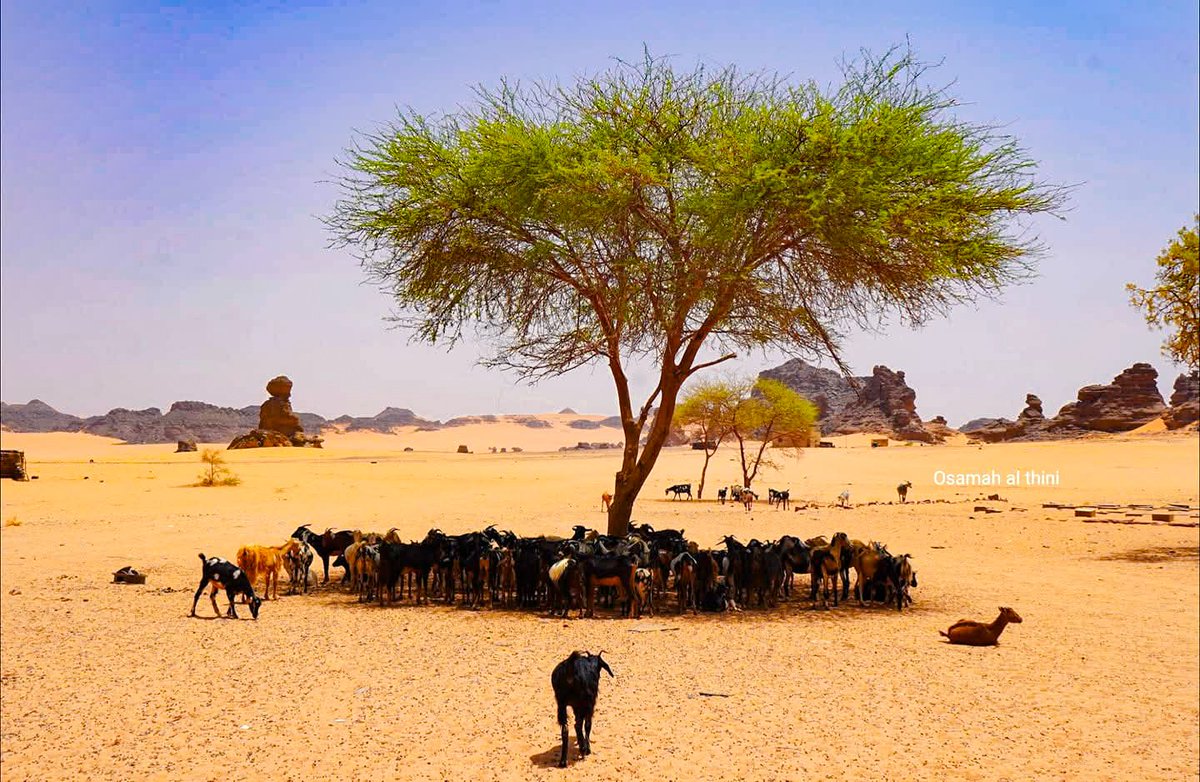 #صحراء_ليبيا 🇱🇾🌵 
   
أغنام تحتمي بظل #الشجرة هربا من حرارة الطقس والشمس الحارقة .. ☀️🌡️
  
#Weather_temperature_in_the_desert_of_Libya #desert_environment #the_Libyan_desert #Sun_rays #Weather_temperature_in_Libya #The_weather_in_Libya #Preserving_the_environment_in_Libya.