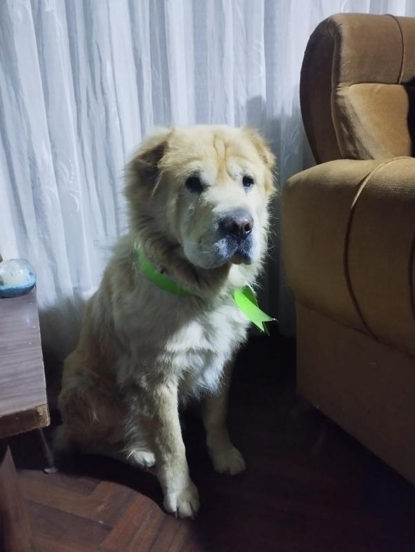 La verdad, sabía que llegaría pero no pensé que fuera tan rápido. Lamentablemente hoy falleció el Yoshi, no debería decir esto públicamente, pero al yoshi lo conoce bastante gente y la verdad me gustaría que ustedes también se informen sobre el.