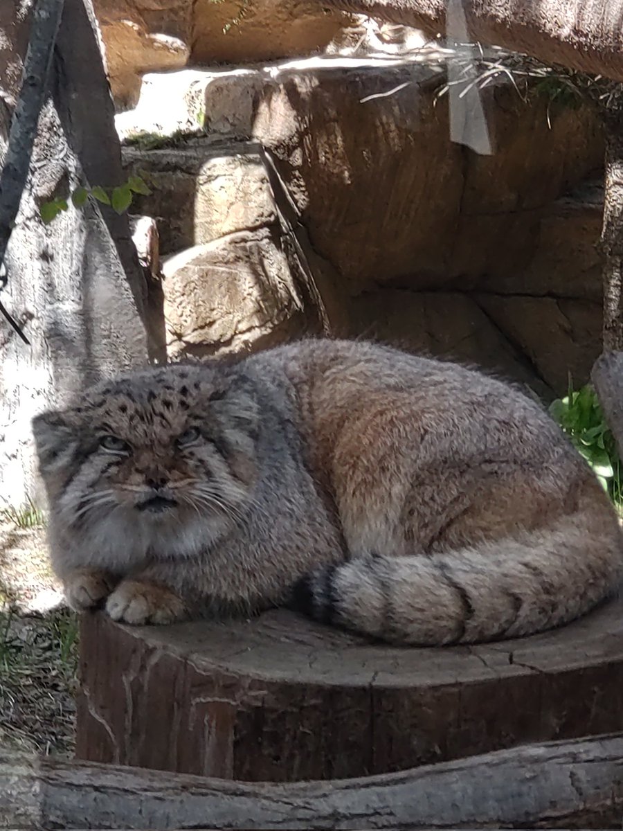 min_ko71's tweet photo. ボルさんの格好よさと、優しさ忘れないよ
いつも癒してくれて、元気をくれてありがとう
大好きすぎる
また会いたいな
どうか安らかに🌈 https://t.co/RSrVRKXyva