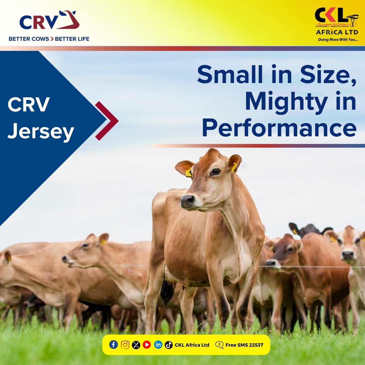 The CRV Jersey = Power in a small frame.
✅ High solids
✅ Low feed input
✅ Long productive life
✅ Ideal for African climates
Dairy done smarter. Check out our available Jersey options  bit.ly/CRVJerseyCatal…