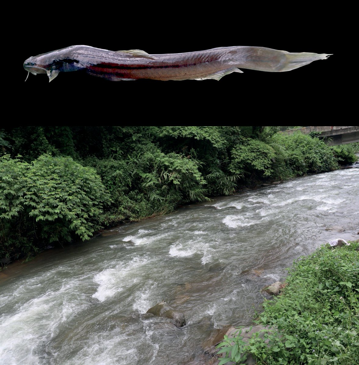 #NewSpeciesAlert - 𝑂𝑙𝑦𝑟𝑎 𝑠𝑎𝑛𝑐𝑡𝑎, a new species of anguilliform catfish (Teleostei: Bagridae) from Arunachal Pradesh, India.
🔒 link.springer.com/article/10.113…