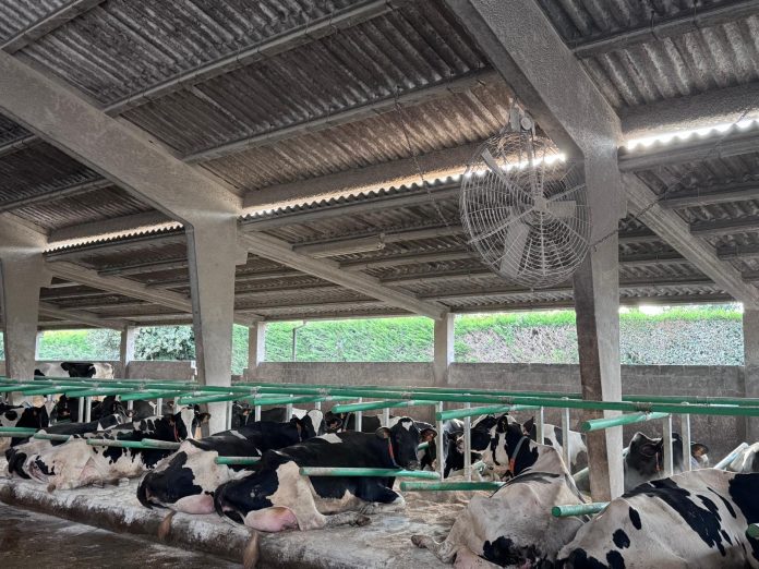 🌡️🎙️Carlos Dablanca (ganadero) nos explica cómo afecta el calor al vacuno de leche.
agropopular.com/dablanca-granj…