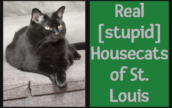Today's re-run from April 2024: Real [stupid] Housecats of St. Louis

mommakatandherbearcat.com/2024/04/real-s…

#cats #drama #secrets