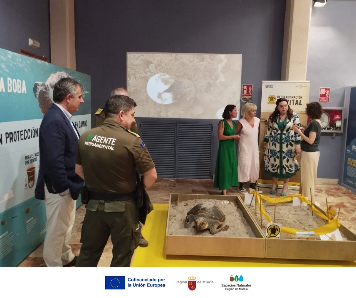 Espacios Naturales Región de Murcia (@espnaturalesmur) on Twitter photo ¡Inaugurada la expo #TerritorioTortuga en el <a href="/Museociencia/">Museo de la Ciencia y el Agua</a> de #Murcia! 🐢
Descubre a la #TortugaBoba, su ciclo de vida y los esfuerzos de #Conservación que han permitido liberar más de 250 ejemplares desde 2017 ✨
¡No te la pierdas!
#CarettaCaretta #EspaciosNaturales ¡Inaugurada la expo #TerritorioTortuga en el <a href="/Museociencia/">Museo de la Ciencia y el Agua</a> de #Murcia! 🐢
Descubre a la #TortugaBoba, su ciclo de vida y los esfuerzos de #Conservación que han permitido liberar más de 250 ejemplares desde 2017 ✨
¡No te la pierdas!
#CarettaCaretta #EspaciosNaturales