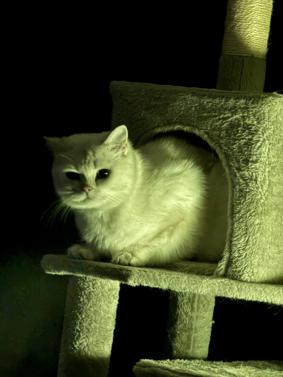 My cat has been keeping me company throughout healing, she barely has left my room. I think she knows and cares. 🥹