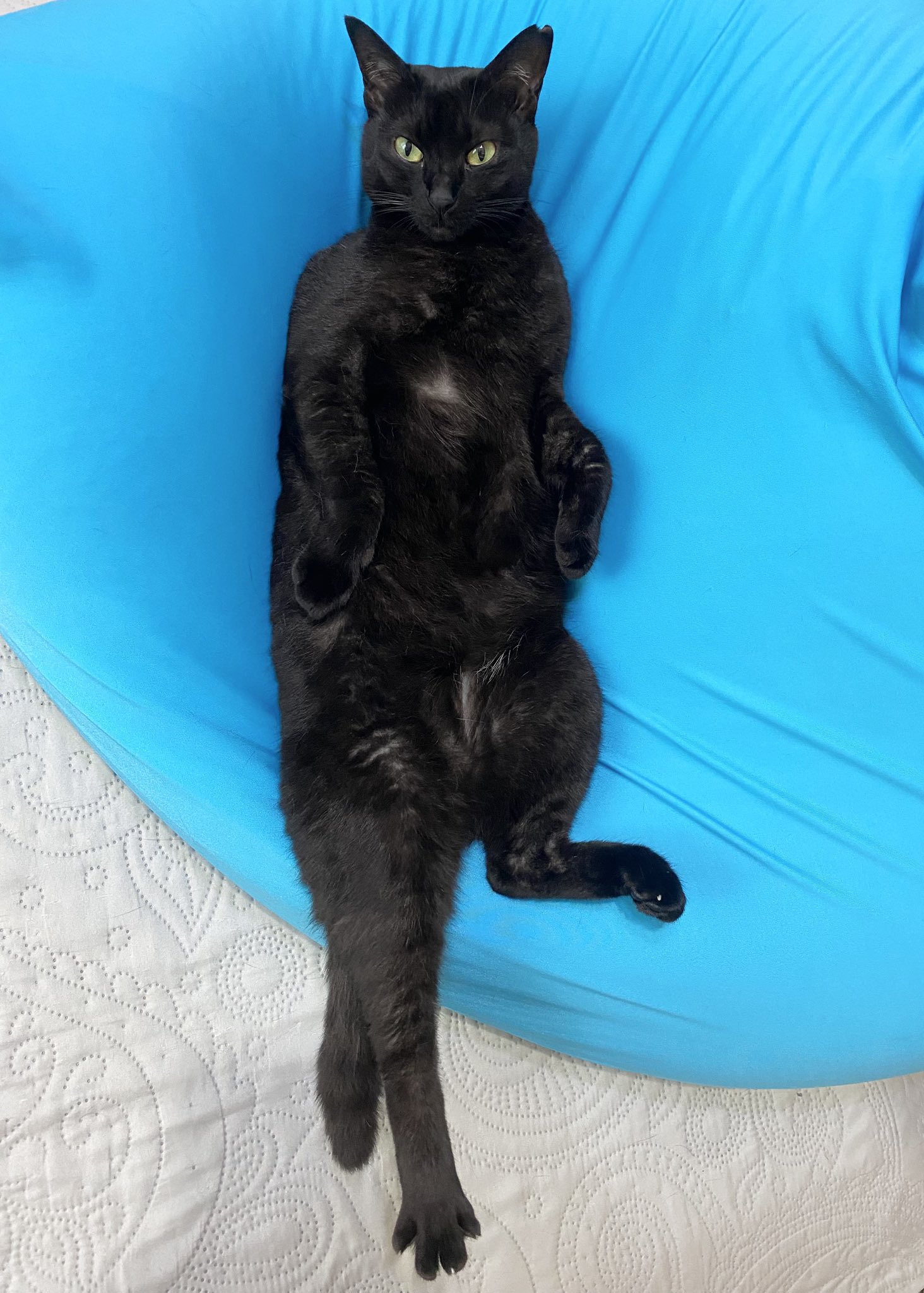 黒猫 おはようございます🐈‍⬛☀️ くろすけは今日も元気です☺️ #猫