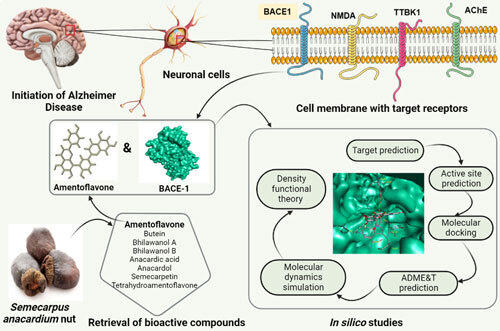 📢 NEW PAPER!
Muniyandi Vijayalakshmi et al. report Semecarpus anacardium phytocompounds targeting BACE-1 in Alzheimer’s. Amentoflavone showed strong binding, stability, and no toxicity, suggesting anti-Aβ potential.
📖: doi.org/10.1142/S27374…
#compchem #Alzheimers #AChE