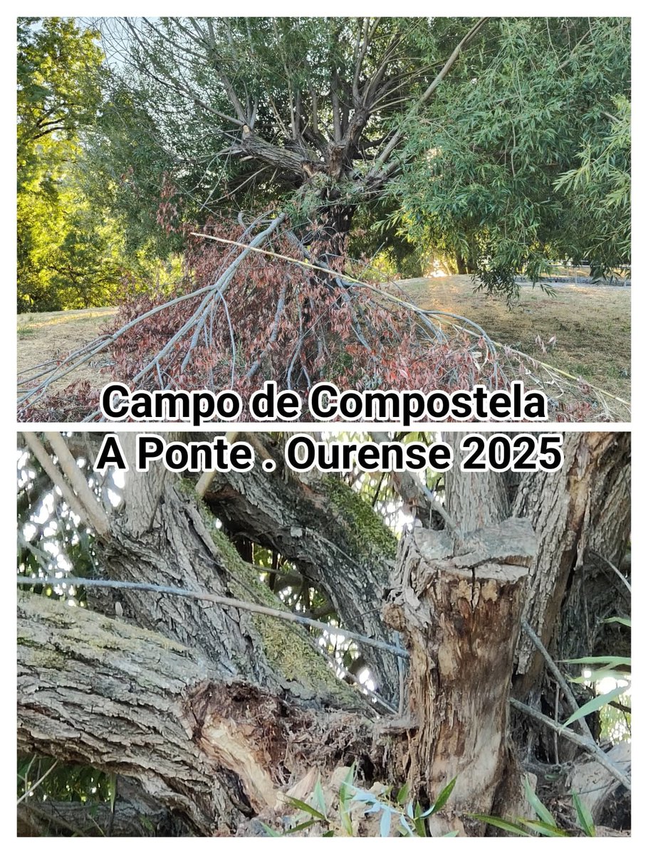 Seguimos coas consecuencias das   podas abusivas e innecesarias... Campo de Compostela. A Ponte .

#ConcelloDeOurense 
#NiVerdeNinSostible