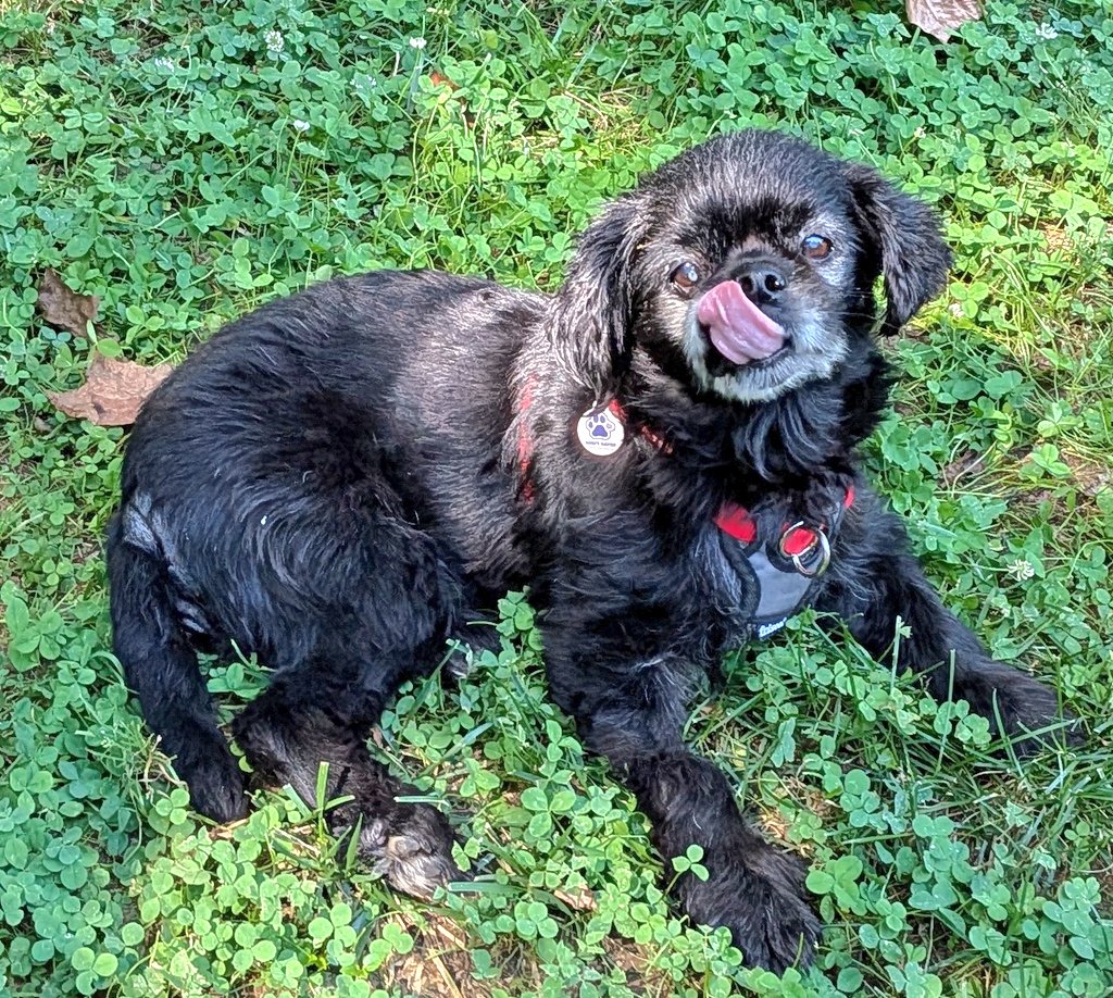 Happy tongue out Tuesday! 

#dogsoftwitter #TOT