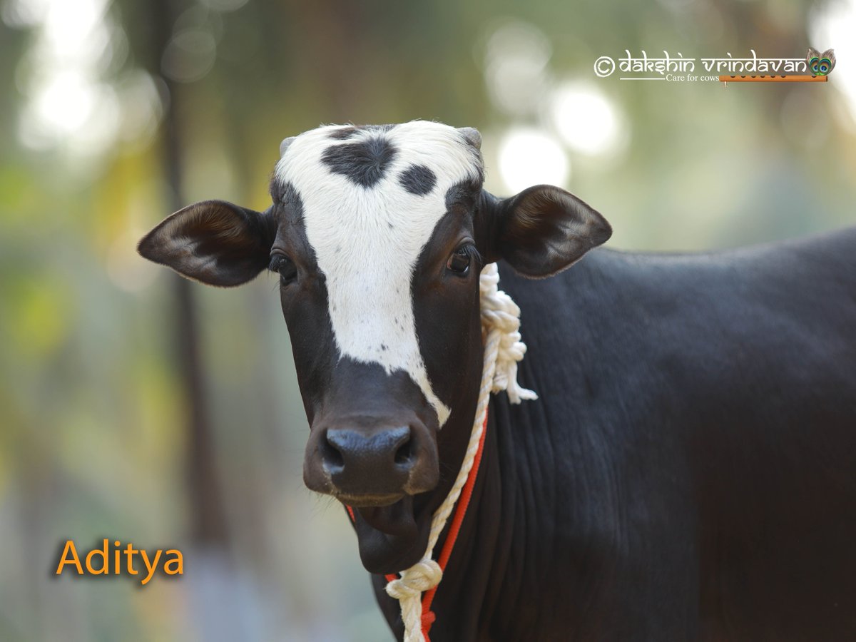Doesn't Aditya look as if devatas smeared sacred dust of Vrindavan on his pious face and sent him off from Goloka - so that we bhu loka vasis can experience true divinity in living form!

Aditya was rescued from veal slaughter by Rajaram ji and adopted by Srinivas hebbar ji