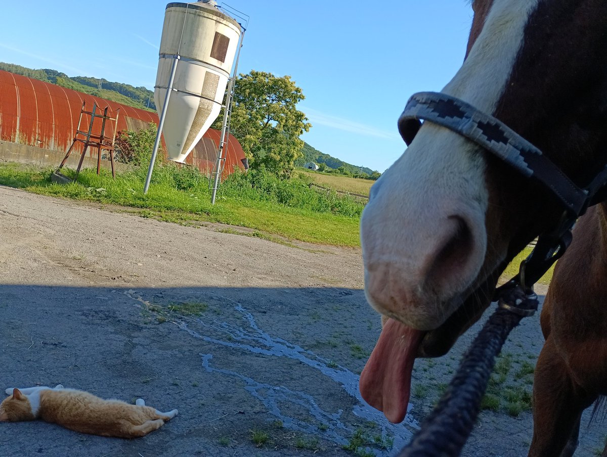 夕方、脚のケア中の #ドッちゃん🐴 と落ちてる #メト😺
#メイショウドトウ（#引退馬協会 預託馬）
#牧場猫  
#新冠町 #ノーザンレイク