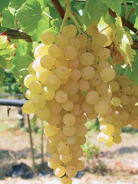 SomJramoss82's tweet image. ¿Sabías que la uva más antigua conocida es la Sultana o Thompson Seedless, que se cultiva desde hace más de 2.000 años en la región de Anatolia, Turquía? ¡Una uva con historia! #VinoEHistoria #WineGrape #Biodiversidad #sultana