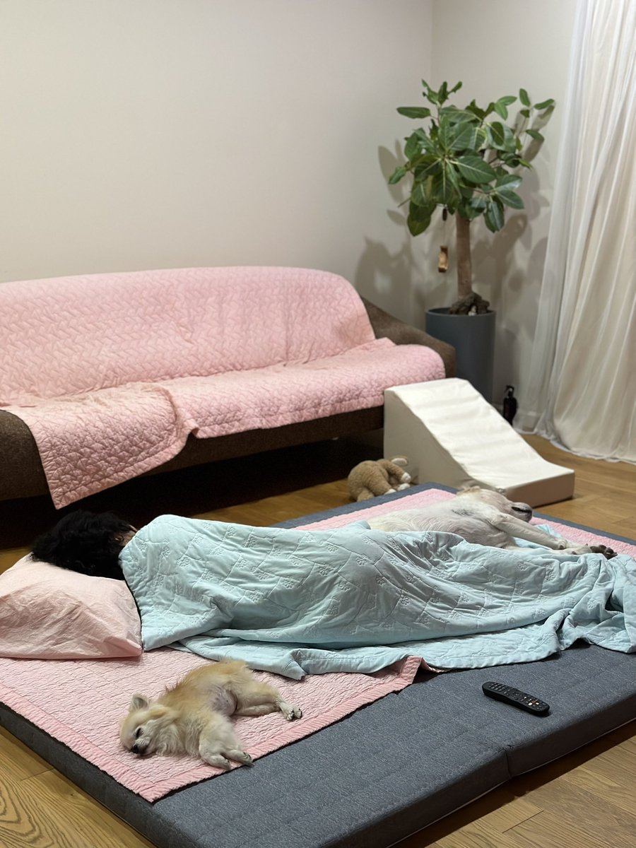 대운이, 엄마, 동생네 강아지는 매일 이렇게 잔다.