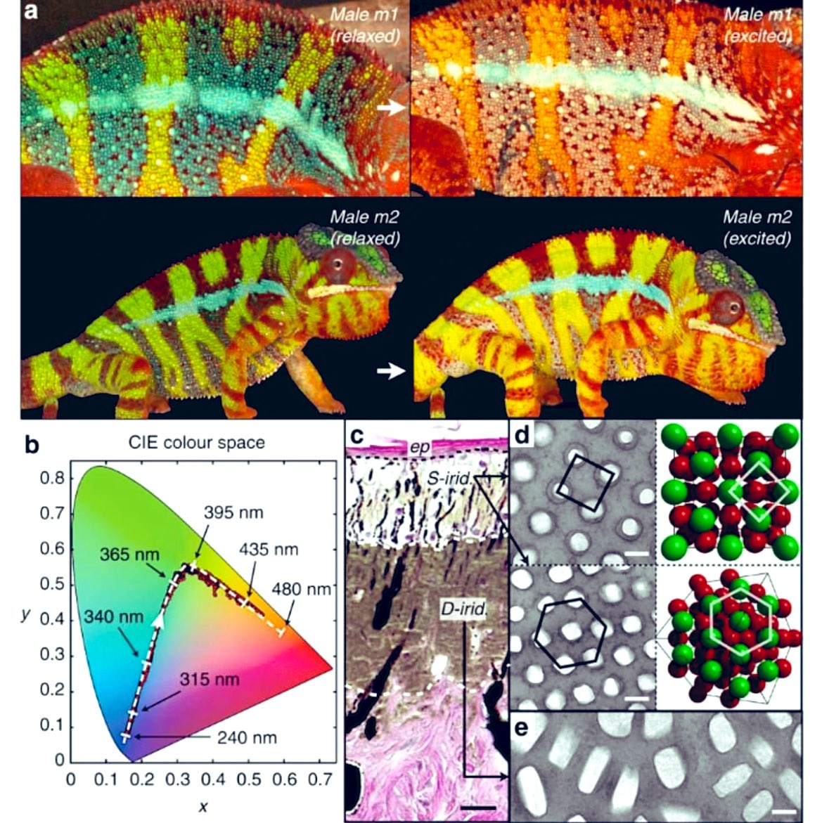 Bukelemun Fizyolojisi 

Chameleon ingilizcesi, yunanca ‘ Yer Aslanı!’ anlamında olan deri renklerini bulunduğu ortama göre değiştirebilen bir sürüngen..

Senelerce evvel egzantrik çok uzak ara bir tanışın özel ilgisi ile evde baktığı bir hayvandı benim için. Ev hayvanı değil