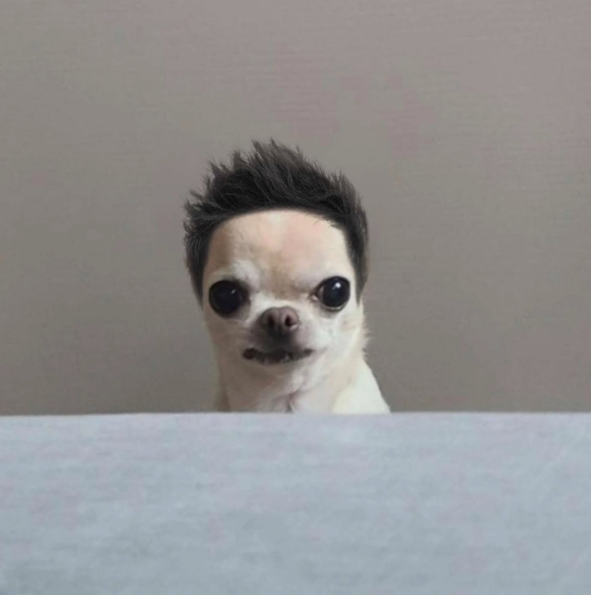 The name of the Chihuahua Wif Hair is Daegi, if you look in the bio and translate it you see "Dachshund Jjigi, and Daegi. This means Daegi is the Chihuahua, aka dogwifhair.