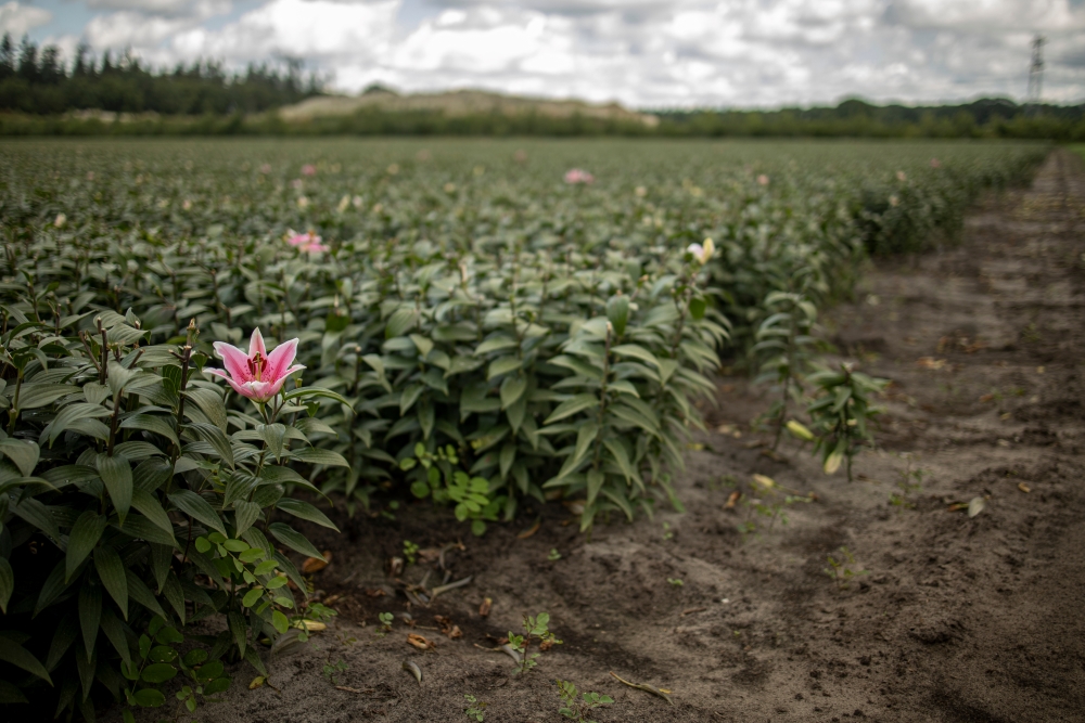 GRotgers's tweet image. Actiegroep zet vervuiling natuur listig op conto bollenteelt.
Een rammelend rapport uit 2020 werd "vernieuwd" en door Provincie Drenthe onlangs opgevoerd in een natuurbeheerplan. De Provincie liet weten de rapporten van de actiegroep eruit te halen. stichtingagrifacts.nl/actiegroep-zet…