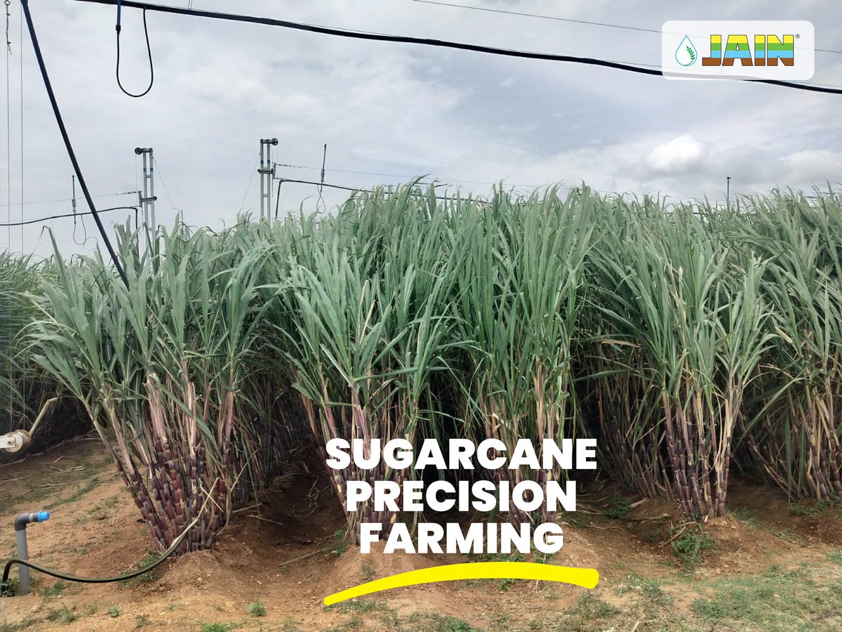 Jain Irrigation continues to transform sugarcane farming through innovative solutions🤩

During a recent visit to our Udumalpet model farm, key practices such as sub-surface drip irrigation, <a href="/Jainpipes/">Jain Pipe</a> with precision agronomy, and crop monitoring were showcased ✅ 

These