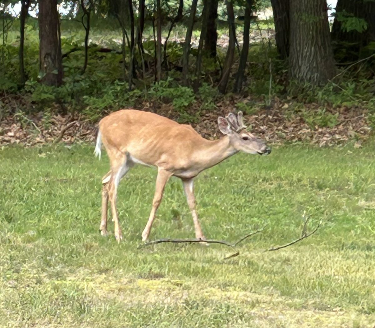 My wife texted me this picture just now, with the message:
“We have an early morning visitor.
Those furry little antlers are super cute!” 🦌💕