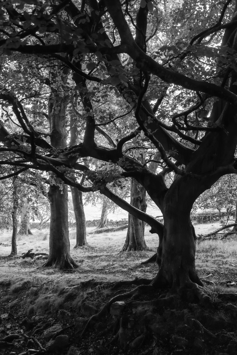 Summer in the March Wood #thicktrunktuesday