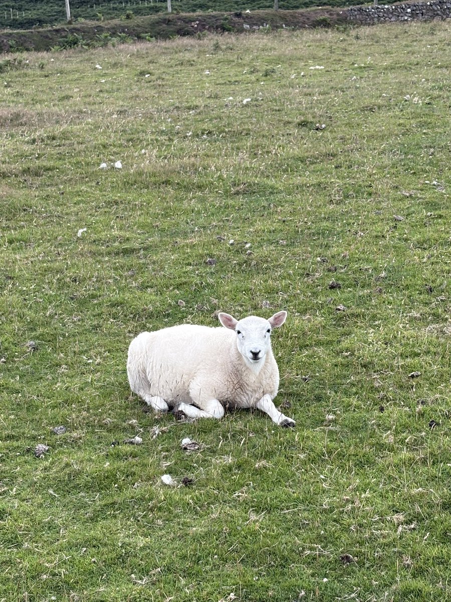 beccaleigh99's tweet photo. I’m leaving the island today, reluctantly. We had a lovely last supper with our new friends and I’m just saying my goodbyes to the sheep and the seals and the endless sea #Enlli https://t.co/zXQp3Ywsey
