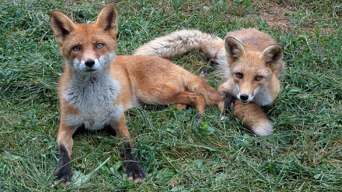 kitakitsunefarm's tweet image. タカ♂とナツ♀
ナツのタカへの愛が溢れている写真💕
#北きつね牧場 #キタキツネ #タカの微妙な表情