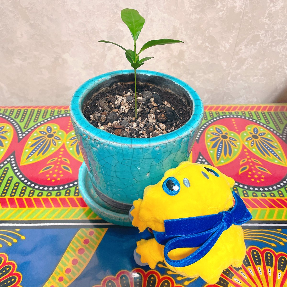 JoltikandLemon's tweet photo. Day93⚡️
大きくなってきた🌱

#バチュルのレモン観察日記
#ポケモンfit #ポケぬい #Pokemonfit #Joltik
Day92はおやす��でした💤 https://t.co/QK9qeZ77qO
