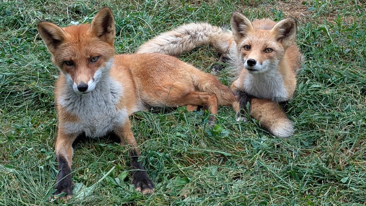 kitakitsunefarm's tweet image. タカ♂とナツ♀
ナツのタカへの愛が溢れている写真💕
#北きつね牧場 #キタキツネ #タカの微妙な表情