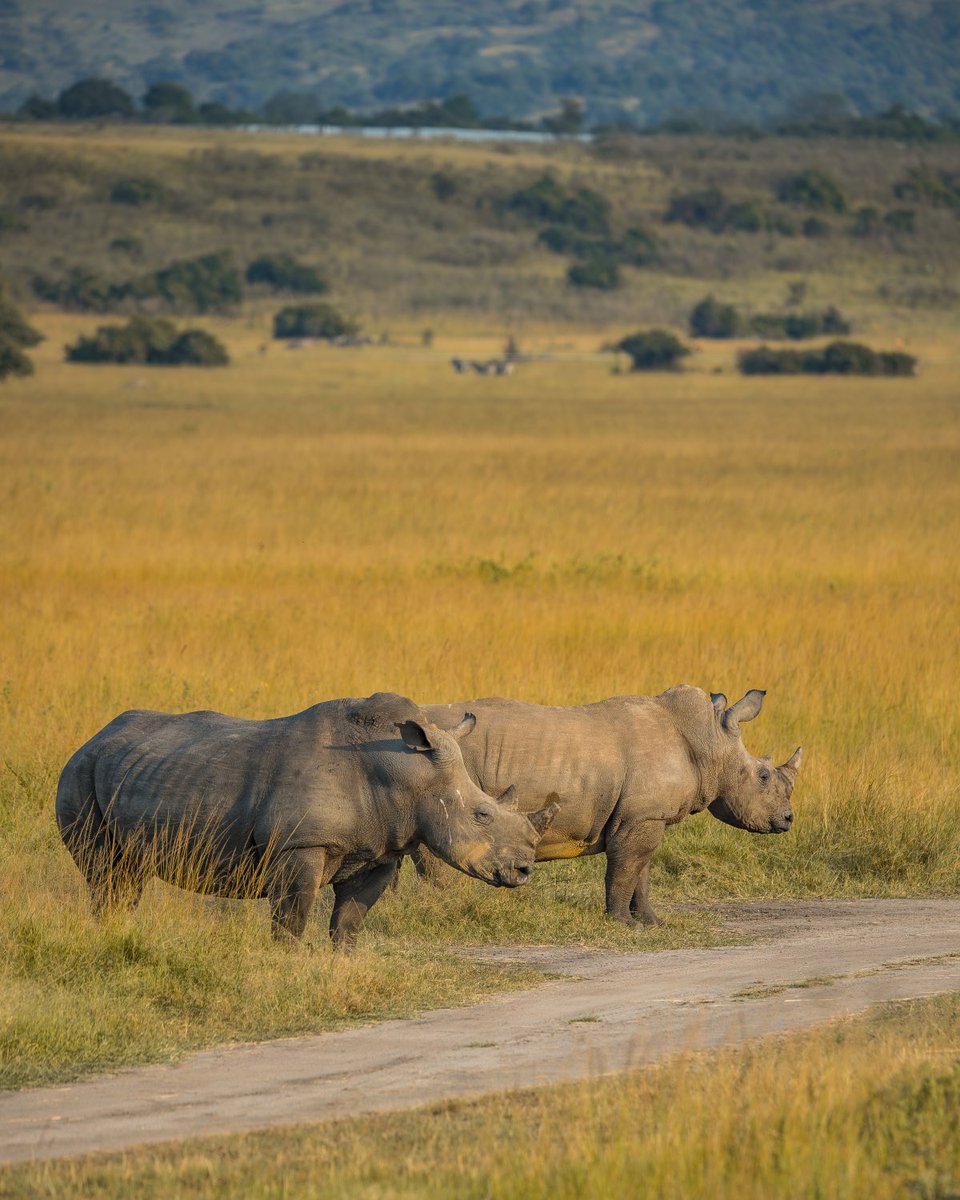 Every powerful image shared by Ever Retreat is beyond just a beautiful shot ;

it’s the result of countless hours of patient observation, deep respect for wildlife, love of our clients and a firm commitment to conservation.

We are beyond beautiful villas but experience as well!