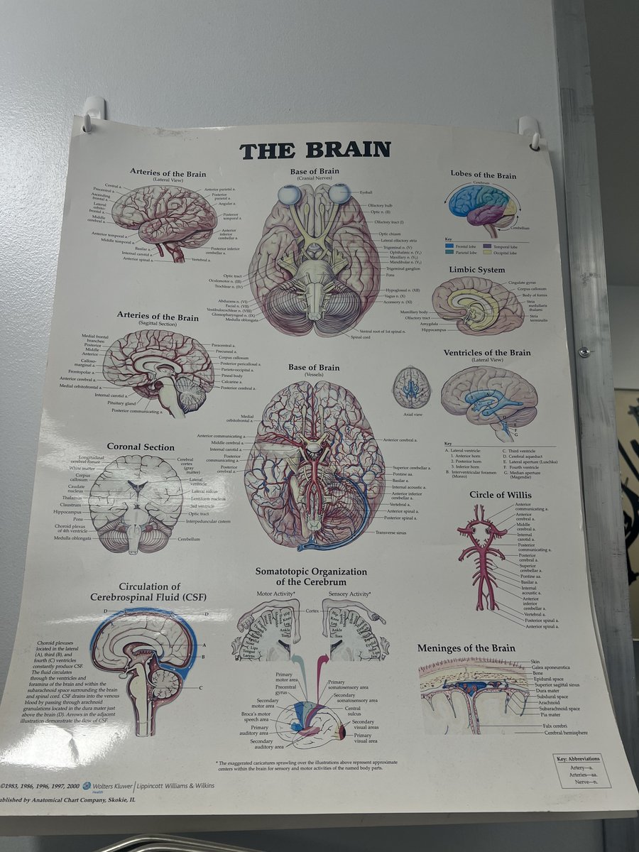 SpelmanCollege's tweet image. From watching Gifted Hands to researching Parkinson’s at Vanderbilt, Nicole Anyanwu, C’2026, is boldly pursuing her dream of becoming a neurosurgeon. This summer, she’s back in Dr. Sara K. Bick’s lab analyzing patient data with MATLAB and contributing to groundbreaking…