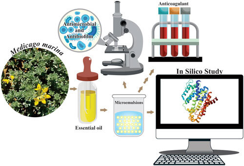 📢 NEW PAPER!
Marwa Melliti et al. characterize Medicago marina essential oil microemulsions showing strong antibacterial, antibiofilm, and anticoagulant effects, with β-ionone as a key active compound—promising for food preservation.
📖: doi.org/10.1142/S27374…
#compchem