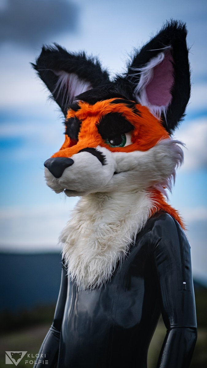 Lachim_Fox tweet media