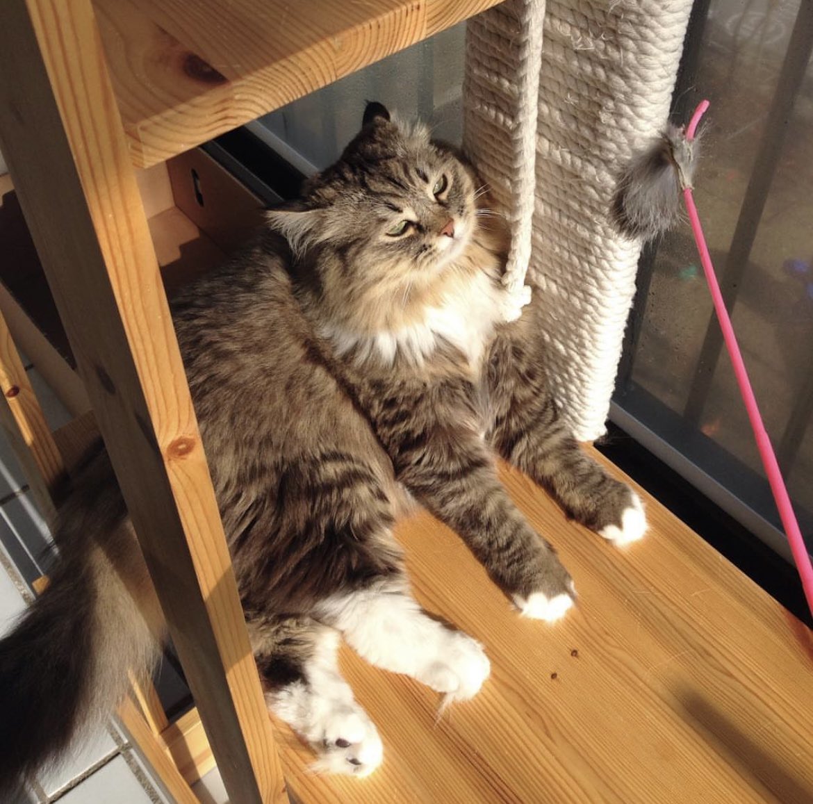 00nonamed00's tweet image. 입양 첫날 사진 찾느라 인스타 뒤지다가 귀여운 사진을 많이 찾았다. 전부 2015년 사진