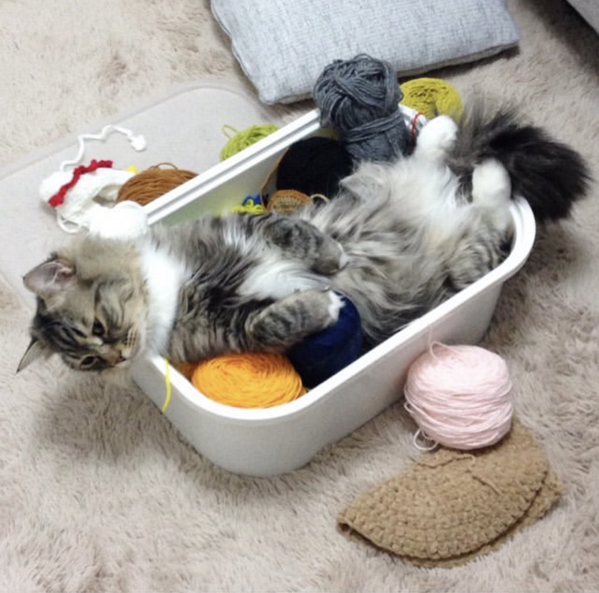 00nonamed00's tweet image. 입양 첫날 사진 찾느라 인스타 뒤지다가 귀여운 사진을 많이 찾았다. 전부 2015년 사진