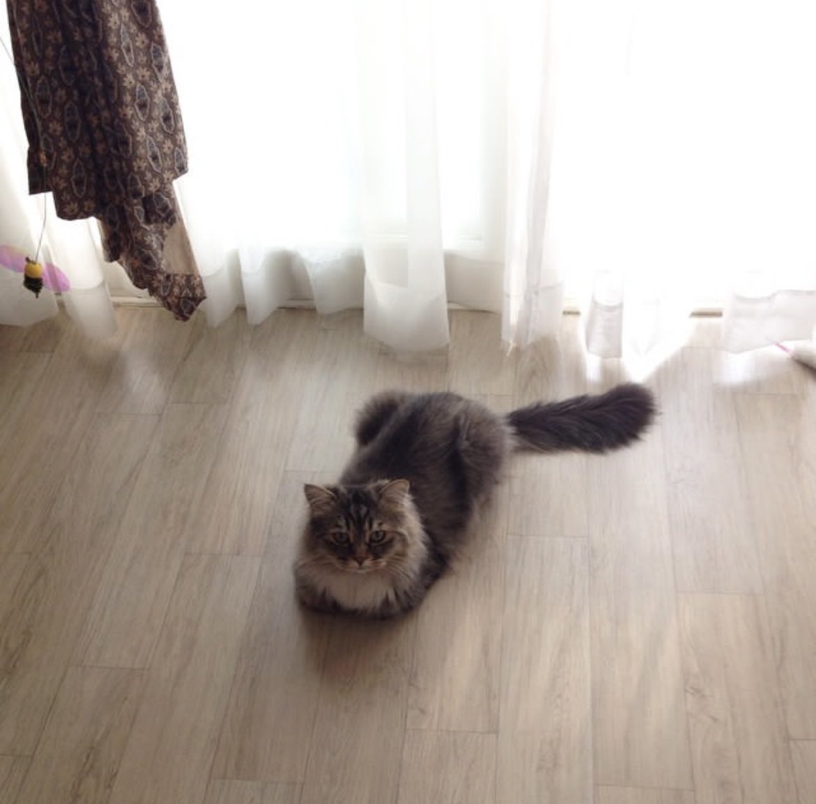 00nonamed00's tweet image. 입양 첫날 사진 찾느라 인스타 뒤지다가 귀여운 사진을 많이 찾았다. 전부 2015년 사진
