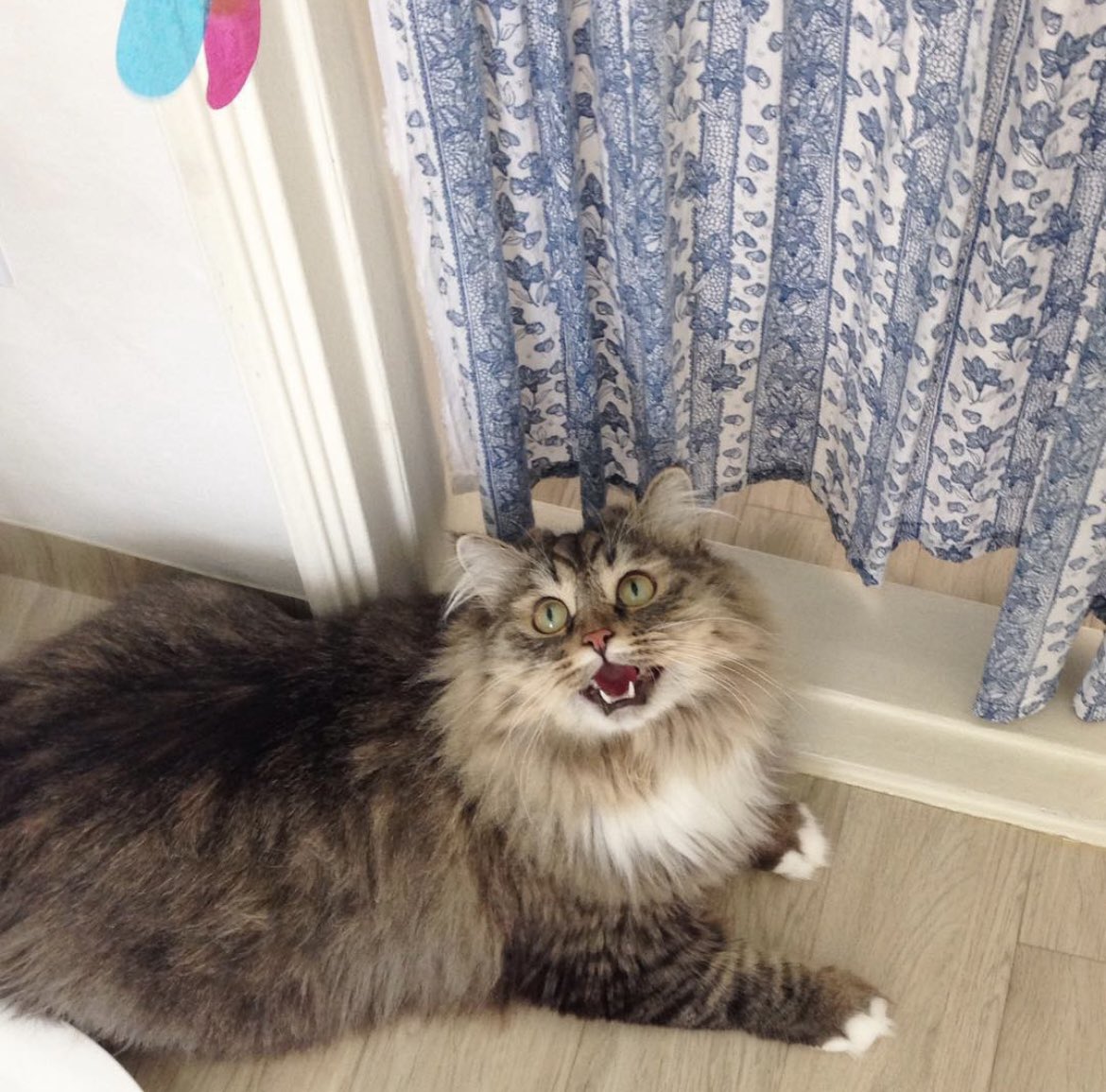 00nonamed00's tweet image. 입양 첫날 사진 찾느라 인스타 뒤지다가 귀여운 사진을 많이 찾았다. 전부 2015년 사진