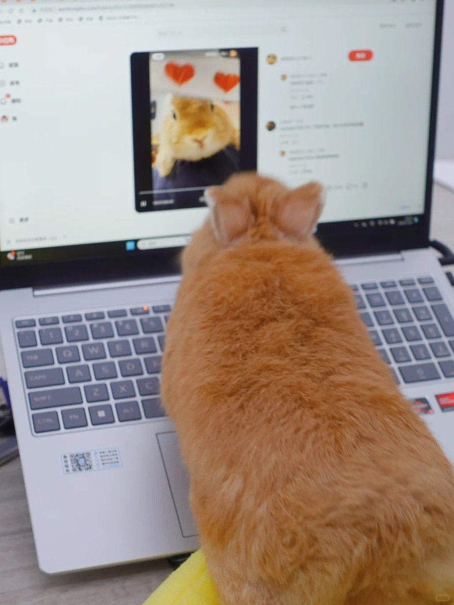 Why you should have a rabbit (@shouldhaverabit) on Twitter photo 