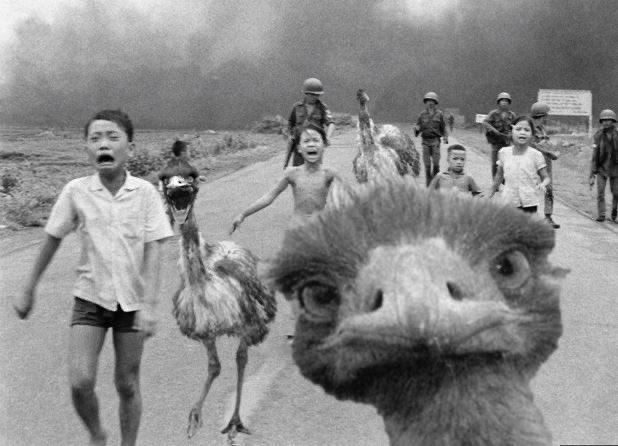 TimeBlasts's tweet photo. Just found out Australia literally went to war with emus in 1932... and the emus won. My history teacher clearly skipped that chapter. 😂
What's the wildest 'untold' history fact you've stumbled upon? Share it!
#HistoryFacts #UntoldStories #CrazyHistory #TimeBlasts #EmuWar #DidYouKnow