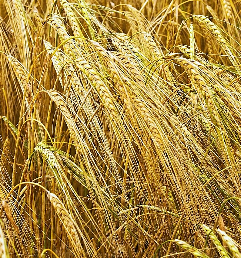 CzemborH's tweet image. 🧬🌾🔬🧑‍🎓📈🌾🧬🧩🧑‍🌾👍🌾🍺💚
➡️Małe #niwa 2025 – jak efektywnie zebrać
#jęczmień ozimy i przygotować pole
RT: nawozy.eu/wiedza/porady-… 
➡️Jęczmień ozimy potrafi #plon nawet powyżej 10 t/ha
#jęczmień #żniwa #termin #wilgotność 
#rolnictwo #rolnicy #odmiany #nasiona
➡️ #hodowlaroślin