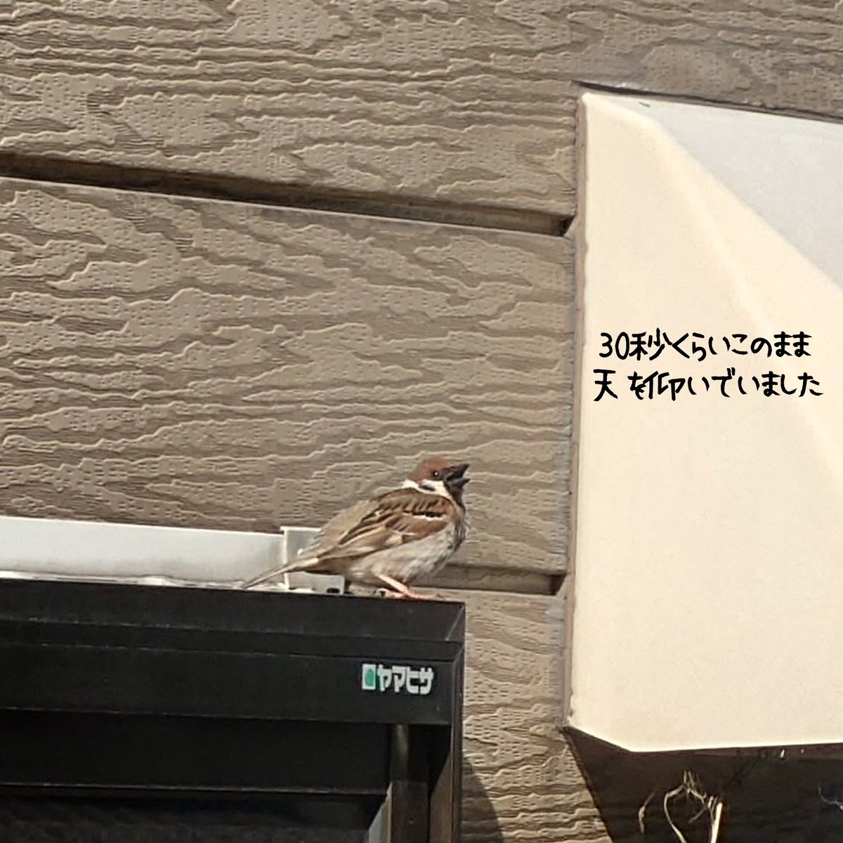 shi_ra_ka_wa's tweet photo. おつかれさまです。連日お暑うございますが熱中症にならないようくれぐれもお気をつけください。すずめも「嗚呼」ってなってました。

公明党は奨学金の代理返還制度を抜本的に拡充します！皆さまのお力で比例区の佐々木まさふみ候補を押し上げてください！

#やると言ったらやりきる
#佐々木まさふみ https://t.co/40wfphA74A