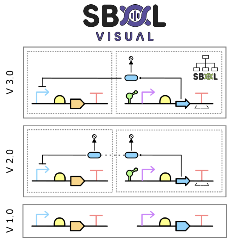 chofski's tweet image. Although I've now taken a back seat, it is great to see the growing adoption of SBOL Visual in the synthetic and engineering biology literature and even more awesome to see so many current and visiting students to my lab on the author list😍 Roll on 2035! arxiv.org/abs/2507.04601