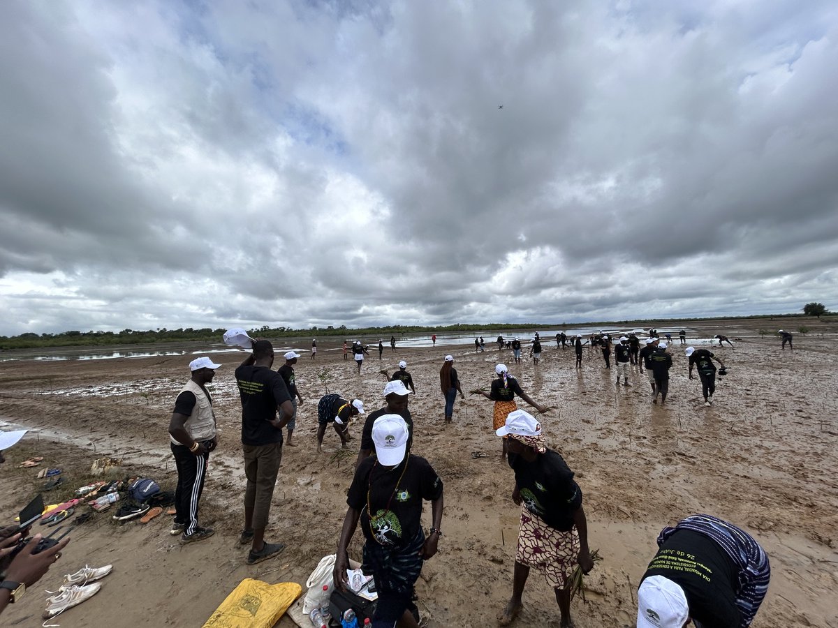 wacaprogram's tweet image. 224 ha de mangroves restaurés en 2024 en #GuinéeBissau grâce au projet #WACA !
Un pas important pour la protection du littoral!
Nouvelle campagne prévue pour la #JournéeDesMangroves (26 juillet).
wacaprogram.org/fr/article/plu…
#WACA_program #WACAResIP #EcosystèmesCôtiers #Climat