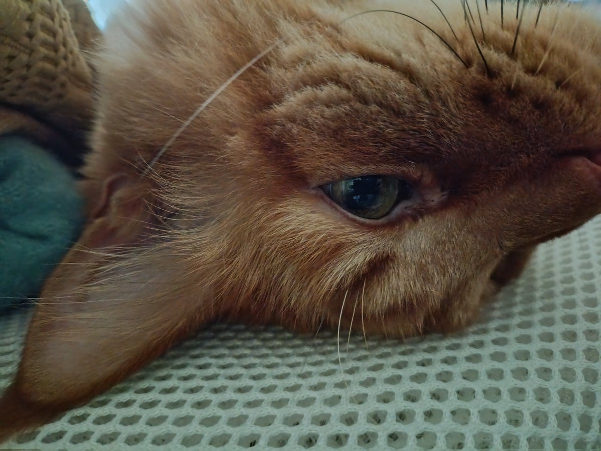 Хижачок відпочиває 😼