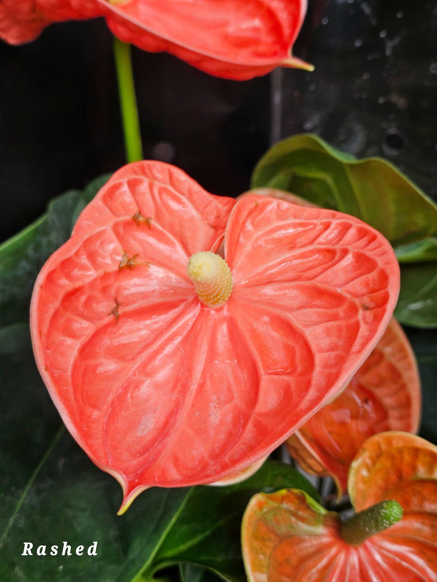 محمد بن عبدالرحمن الراشد tweet media