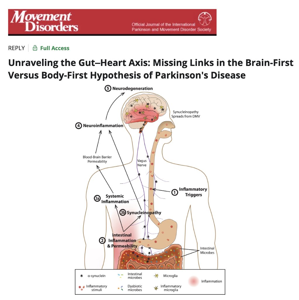 Gut check? Is the gut-brain theory of Parkinson’s on shaky ground? A bold new letter by Totsune and colleagues challenges key assumptions of the body-first vs brain-first theory of Parkinson’s disease. The authors open a dialogue and cast doubt on the idea that Parkinson’s always