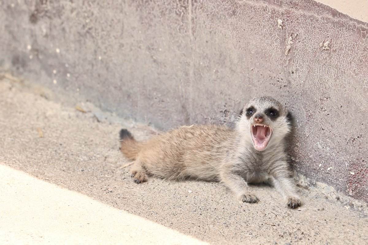 小さな体で大あくび
#東武動物公園 #ミーアキャット