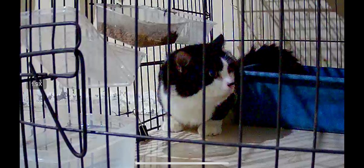 Muhammad Ivan tweet media